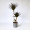 Plant in a Box - Dracaena Marginata Magenta - Dracaena Magenta Kamerplant - Pot van 24cm - Hoogte 110-130cm
