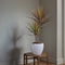 Plant in a Box - Dracaena Marginata Magenta - Dracaena Magenta Kamerplant - Pot van 17cm - Hoogte 70-80cm