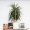 Plant in a Box - Dracaena Marginata Magenta - Dracaena Magenta Kamerplant - Pot van 17cm - Hoogte 70-80cm