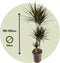 Plant in a Box - Dracaena Marginata Magenta - Dracaena Magenta Kamerplant - Pot van 24cm - Hoogte 110-130cm