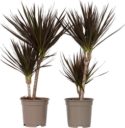 Plant in a Box - Dracaena Marginata Magenta - Set van 2 - Dracaena Magenta Kamerplant - Pot van 17cm - Hoogte 70-80cm