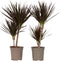 Plant in a Box - Dracaena Marginata Magenta - Set van 2 - Dracaena Magenta Kamerplant - Pot van 17cm - Hoogte 70-80cm