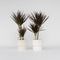 Plant in a Box - Dracaena Marginata Magenta - Set van 2 - Dracaena Magenta Kamerplant - Pot van 17cm - Hoogte 70-80cm