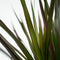 Plant in a Box - Dracaena Marginata Magenta - Set van 2 - Dracaena Magenta Kamerplant - Pot van 17cm - Hoogte 70-80cm