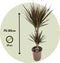 Plant in a Box - Dracaena Marginata Magenta - Set van 2 - Dracaena Magenta Kamerplant - Pot van 17cm - Hoogte 70-80cm