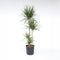 Plant in a Box - Dracaena Marginata - XL Drakenbloedboom - Groene kamerplant - Pot van 27cm - Hoogte 150-160cm