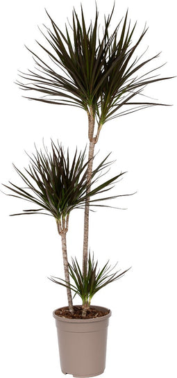 Plant in a Box - Dracaena Marginata - XL Drakenbloedboom - Groene kamerplant - Pot van 24cm - Hoogte 110-130cm