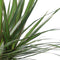 Plant in a Box - Dracaena Marginata - XL Drakenbloedboom - Groene kamerplant - Pot van 27cm - Hoogte 150-160cm