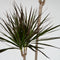 Plant in a Box - Dracaena Marginata - XL Drakenbloedboom - Groene kamerplant - Pot van 24cm - Hoogte 110-130cm