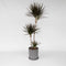Plant in a Box - Dracaena Marginata - XL Drakenbloedboom - Groene kamerplant - Pot van 24cm - Hoogte 110-130cm