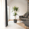 Plant in a Box - Dracaena Marginata - XL Drakenbloedboom - Groene kamerplant - Pot van 27cm - Hoogte 150-160cm