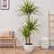 Plant in a Box - Dracaena Marginata - XL Drakenbloedboom - Groene kamerplant - Pot van 24cm - Hoogte 110-130cm
