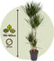 Plant in a Box - Dracaena Marginata - XL Drakenbloedboom - Groene kamerplant - Pot van 27cm - Hoogte 150-160cm