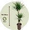 Plant in a Box - Dracaena Marginata - XL Drakenbloedboom - Groene kamerplant - Pot van 24cm - Hoogte 110-130cm