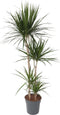 Plant in a Box - Dracaena Marginata - XL Drakenbloedboom - Groene kamerplant - Pot van 27cm - Hoogte 150-160cm