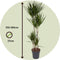 Plant in a Box - Dracaena Marginata - XL Drakenbloedboom - Groene kamerplant - Pot van 27cm - Hoogte 150-160cm