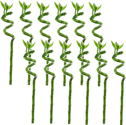 Plant in a Box - Dracaena sanderiana - Set van 12 - Geluksbamboe - Leliefamilie - Kamerplant - Hoogte 40-50cm