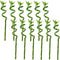 Plant in a Box - Dracaena sanderiana - Set van 12 - Geluksbamboe - Leliefamilie - Kamerplant - Hoogte 40-50cm