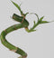 Plant in a Box - Dracaena sanderiana - Set van 12 - Geluksbamboe - Leliefamilie - Kamerplant - Hoogte 40-50cm