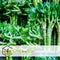 Plant in a Box - Dracaena sanderiana - Set van 12 - Geluksbamboe - Leliefamilie - Kamerplant - Hoogte 40-50cm