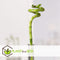 Plant in a Box - Dracaena sanderiana - Set van 12 - Geluksbamboe - Leliefamilie - Kamerplant - Hoogte 40-50cm