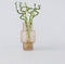 Plant in a Box - Dracaena sanderiana - Set van 12 - Geluksbamboe - Leliefamilie - Kamerplant - Hoogte 40-50cm