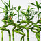 Plant in a Box - Dracaena sanderiana - Set van 12 - Geluksbamboe - Leliefamilie - Kamerplant - Hoogte 40-50cm