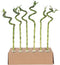 Plant in a Box - Dracaena sanderiana - Set van 12 - Geluksbamboe - Leliefamilie - Kamerplant - Hoogte 40-50cm