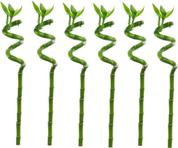 Plant in a Box - Dracaena sanderiana - Set van 6 - Geluksbamboe - Leliefamilie - Kamerplant - Hoogte 40-50cm