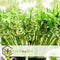 Plant in a Box - Dracaena sanderiana - Set van 6 - Geluksbamboe - Leliefamilie - Kamerplant - Hoogte 40-50cm