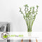 Plant in a Box - Dracaena sanderiana - Set van 6 - Geluksbamboe - Leliefamilie - Kamerplant - Hoogte 40-50cm