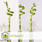 Plant in a Box - Dracaena sanderiana - Set van 6 - Geluksbamboe - Leliefamilie - Kamerplant - Hoogte 40-50cm