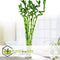 Plant in a Box - Dracaena sanderiana - Set van 6 - Geluksbamboe - Leliefamilie - Kamerplant - Hoogte 40-50cm