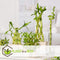 Plant in a Box - Dracaena sanderiana - Set van 6 - Geluksbamboe - Leliefamilie - Kamerplant - Hoogte 40-50cm