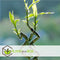 Plant in a Box - Dracaena sanderiana - Set van 6 - Geluksbamboe - Leliefamilie - Kamerplant - Hoogte 40-50cm