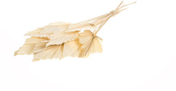 Plant in a Box - Droogbloemen - 10 stuks - Boeket 'Palmspear Bleached White' - Hoogte 40-50cm