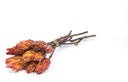 Plant in a Box - Droogbloemen - 5 stuks - Boeket 'Protea Pendula Red' - Hoogte 30-40cm