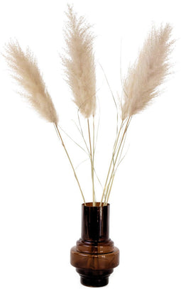 Plant in a Box - Droogbloemen - 5 stuks - Dryflower 'Cortaderia Plum' - Hoogte 115cm - Pampasgras