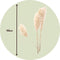 Plant in a Box - Droogbloemen - 5 stuks - Dryflower 'Cortaderia Plum' - Hoogte 115cm - Pampasgras