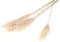 Plant in a Box - Droogbloemen - 5 stuks - Dryflower 'Cortaderia Plum' - Hoogte 115cm - Pampasgras