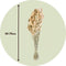 Plant in a Box - Droogbloemen - Boeket 'Lagurus Bunny Ears' - Hoogte 50-70cm