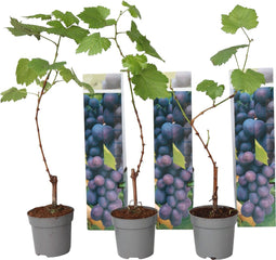 Plant in a Box - Druivenplanten - Set van 3 - Vitis Vinifera - Blauwe Druif - Winterhard - Pot 9cm - Hoogte 25-40cm