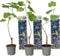 Plant in a Box - Druivenplanten - Set van 3 - Vitis Vinifera - Blauwe Druif - Winterhard - Pot 9cm - Hoogte 25-40cm