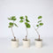 Plant in a Box - Druivenplanten - Set van 3 - Vitis Vinifera - Blauwe Druif - Winterhard - Pot 9cm - Hoogte 25-40cm