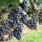 Plant in a Box - Druivenplanten - Set van 3 - Vitis Vinifera - Blauwe Druif - Winterhard - Pot 9cm - Hoogte 25-40cm