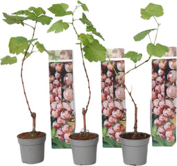 Plant in a Box - Druivenplanten - Set van 3 - Vitis Vinifera - Rode Druif - Winterhard - Pot 9cm - Hoogte 25-40cm
