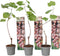 Plant in a Box - Druivenplanten - Set van 3 - Vitis Vinifera - Rode Druif - Winterhard - Pot 9cm - Hoogte 25-40cm