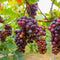 Plant in a Box - Druivenplanten - Set van 3 - Vitis Vinifera - Rode Druif - Winterhard - Pot 9cm - Hoogte 25-40cm
