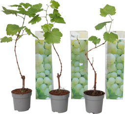 Plant in a Box - Druivenplanten - Set van 3 - Vitis Vinifera - Witte Druif - Winterhard - Pot 9cm - Hoogte 25-40cm