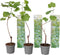 Plant in a Box - Druivenplanten - Set van 3 - Vitis Vinifera - Witte Druif - Winterhard - Pot 9cm - Hoogte 25-40cm